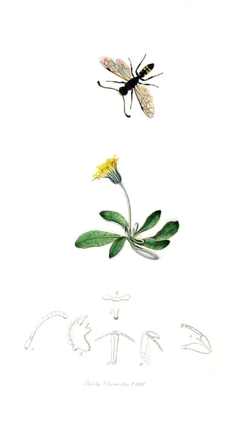 Illustrazione Insetti Piante Entomologia Britannica 1823 1840 — Foto Stock