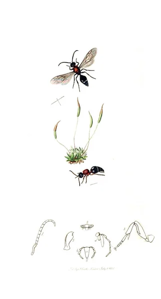 Illustration Insectes Plantes Entomologie Britannique 1823 1840 — Photo