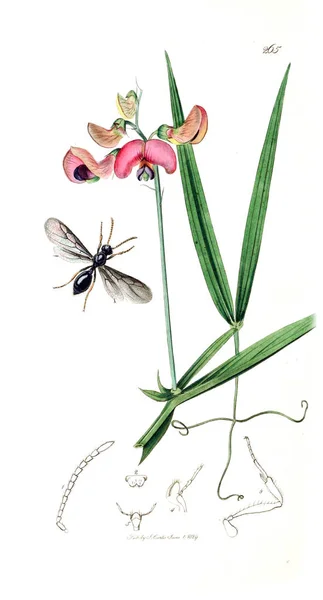 Illustrazione Insetti Piante Entomologia Britannica 1823 1840 — Foto Stock