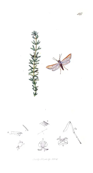 Illustration Insects Plants British Entomology 1823 1840 — Stock Photo, Image