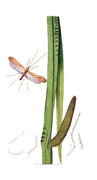 Illustrazione Insetti Piante Entomologia Britannica 1823 1840 — Foto Stock