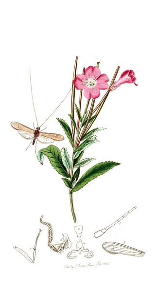 Ilustracja Owady Rośliny Brytyjski Entomologii 1823 1840 — Zdjęcie stockowe