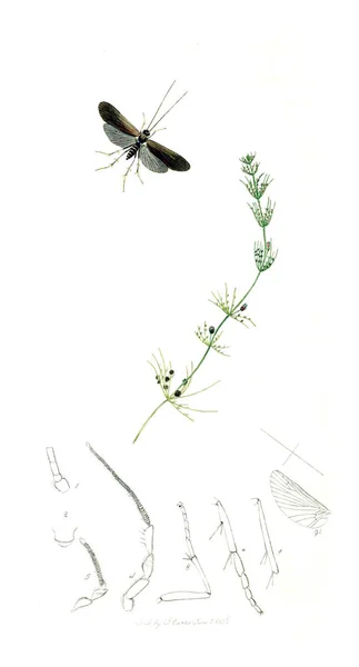 Illustrazione Insetti Piante Entomologia Britannica 1823 1840 — Foto Stock
