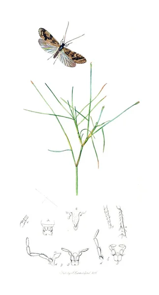 곤충과 식물의 그림입니다 곤충학입니다 1823 1840 — 스톡 사진