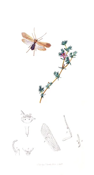 Ilustración Insectos Plantas Entomología Británica 1823 1840 — Foto de Stock