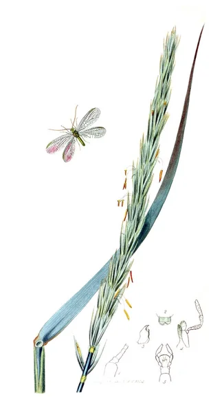 Ilustración Insectos Plantas Entomología Británica 1823 1840 — Foto de Stock