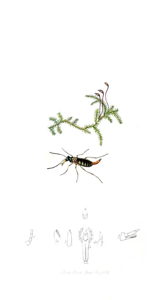 Иллюстрация Насекомых Растений Британская Энтомология 1823 1840 — стоковое фото