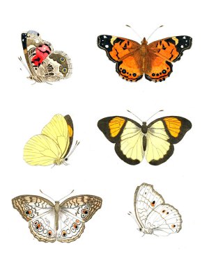 Böcekler Illustration. Çizimler doğa tarihi. 1770