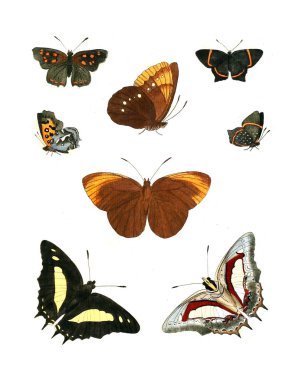 Böcekler Illustration. Çizimler doğa tarihi. 1770