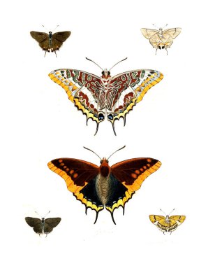 Böcekler Illustration. Çizimler doğa tarihi. 1770