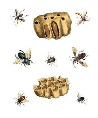 Böcekler Illustration. Çizimler doğa tarihi. 1770