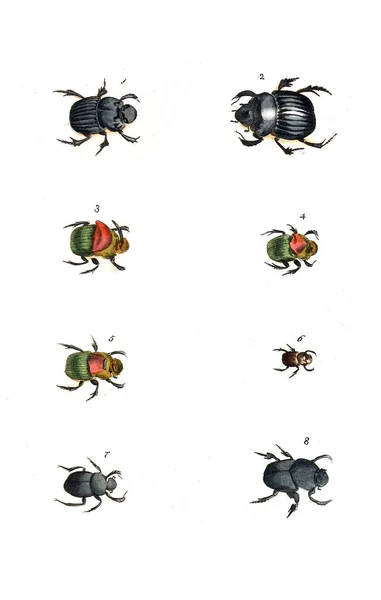 Ilustración Insectos Ilustraciones Historia Natural 1770 —  Fotos de Stock