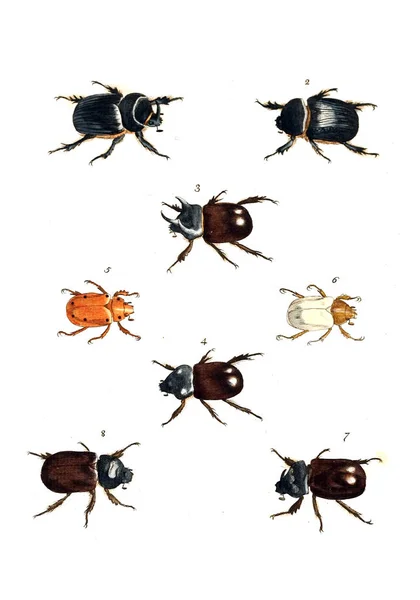 Illustration Insectes Illustrations Histoire Naturelle 1770 — Photo