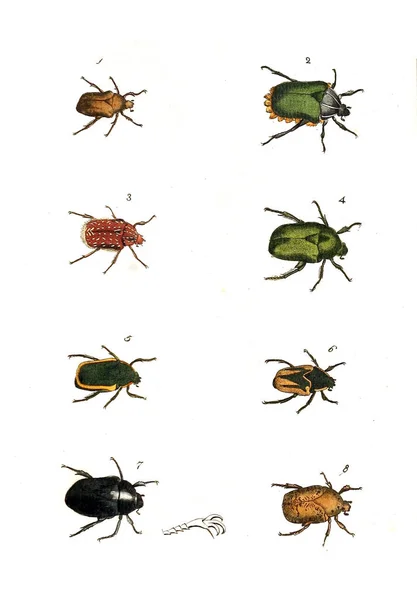 Ilustración Insectos Ilustraciones Historia Natural 1770 — Foto de Stock