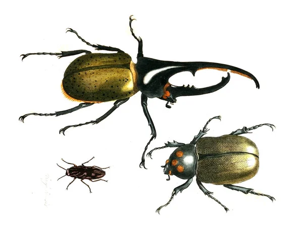 Illustration Von Insekten Illustrationen Der Naturgeschichte 1770 — Stockfoto
