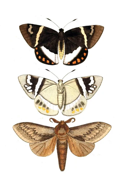 Illustration Von Insekten Illustrationen Der Naturgeschichte 1770 — Stockfoto