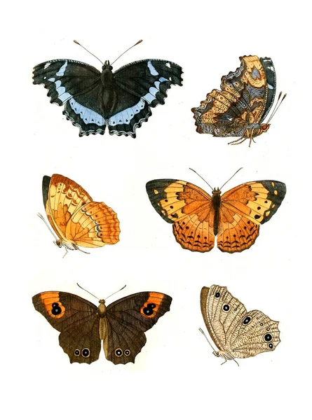 Illustration Von Insekten Illustrationen Der Naturgeschichte 1770 — Stockfoto