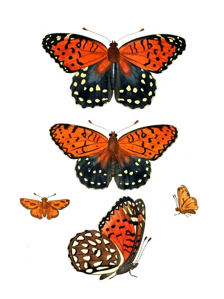 Ilustración Insectos Ilustraciones Historia Natural 1770 —  Fotos de Stock