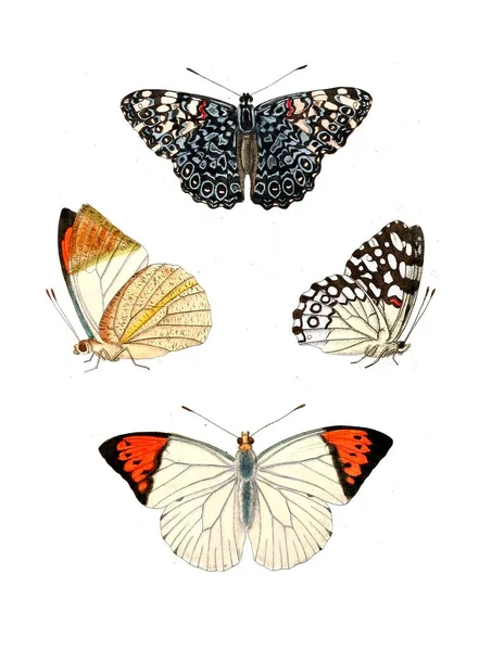 Illustration Insekter Illustrationer Naturhistoria 1770 — Stockfoto