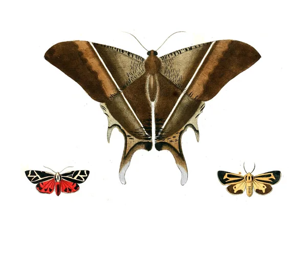 Illustration Insekter Illustrationer Naturhistoria 1770 — Stockfoto