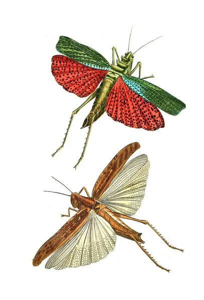 Illustration Von Insekten Illustrationen Der Naturgeschichte 1770 — Stockfoto