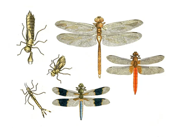 Illustratie Van Insecten Illustraties Van Natuurlijke Historie 1770 — Stockfoto