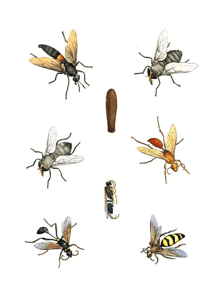 Illustration Insekter Illustrationer Naturhistoria 1770 — Stockfoto