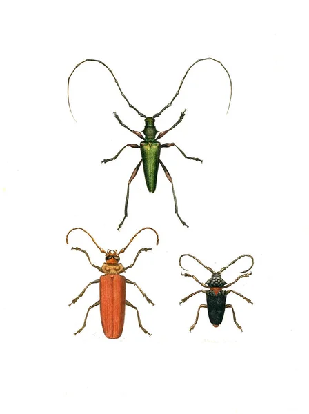 Illustratie Van Insecten Illustraties Van Natuurlijke Historie 1770 — Stockfoto