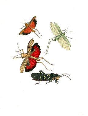 Böcekler Illustration. Çizimler doğa tarihi. 1770