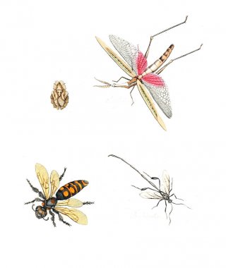 Böcekler Illustration. Çizimler doğa tarihi. 1770