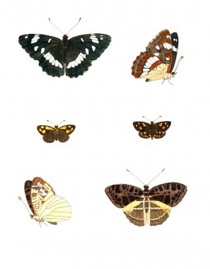 Böcekler Illustration. Çizimler doğa tarihi. 1770