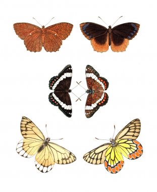 Böcekler Illustration. Çizimler doğa tarihi. 1770