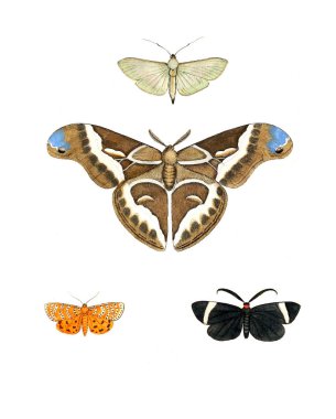 Böcekler Illustration. Çizimler doğa tarihi. 1770