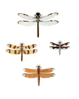 Böcekler Illustration. Çizimler doğa tarihi. 1770