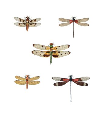 Böcekler Illustration. Çizimler doğa tarihi. 1770