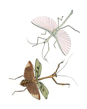 Böcekler Illustration. Çizimler doğa tarihi. 1770