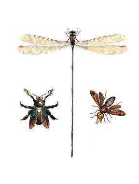 Böcekler Illustration. Çizimler doğa tarihi. 1770