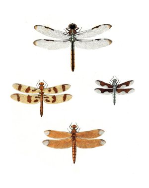 Böcekler Illustration. Çizimler doğa tarihi. 1770