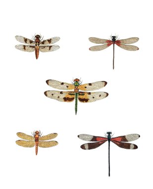 Böcekler Illustration. Çizimler doğa tarihi. 1770