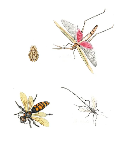 Illustration Von Insekten Illustrationen Der Naturgeschichte 1770 — Stockfoto