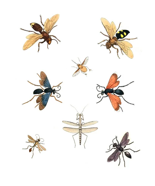 Illustration Insekter Illustrationer Naturhistoria 1770 — Stockfoto