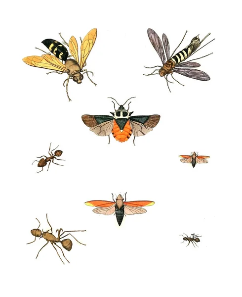 Illustration Insectes Illustrations Histoire Naturelle 1770 — Photo