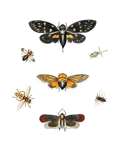 Illustration Insectes Illustrations Histoire Naturelle 1770 — Photo