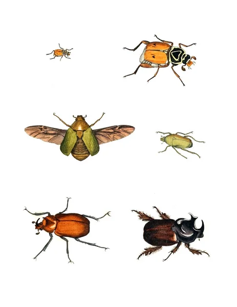 Illustration Insekter Illustrationer Naturhistoria 1770 — Stockfoto