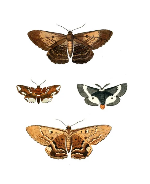 Illustration Von Insekten Illustrationen Der Naturgeschichte 1770 — Stockfoto