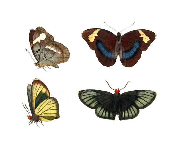 Böcekler Illustration Çizimler Doğa Tarihi 1770 — Stok fotoğraf