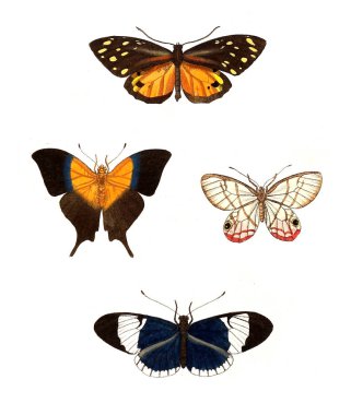 Böcekler Illustration. Çizimler doğa tarihi. 1770