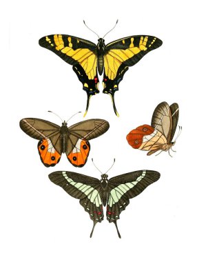 Böcekler Illustration. Çizimler doğa tarihi. 1770