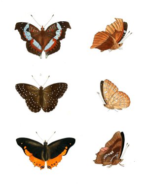 Böcekler Illustration. Çizimler doğa tarihi. 1770