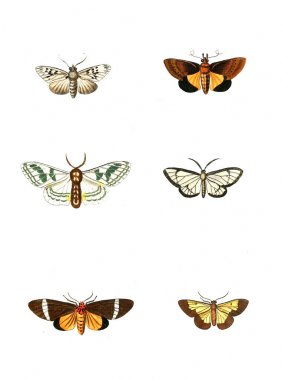 Böcekler Illustration. Çizimler doğa tarihi. 1770